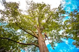 Mulching Services in Hyde Park, PA