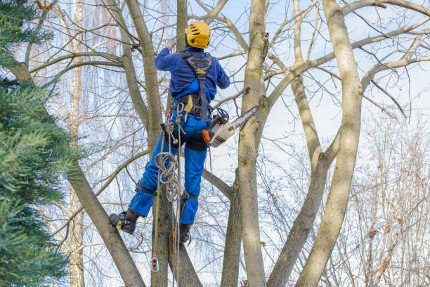 How Our Tree Care Process Works  in  Hyde Park, PA