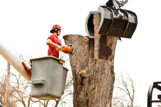Professional Tree Care in Hyde Park, PA